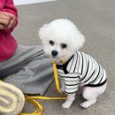 멍냥스테이 애견호텔유치원 이미지