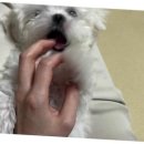 광주 강아지분양 고양이분양 어반펫 광주본점 이미지