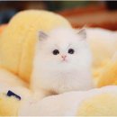 강남고양이분양 나비캣 이미지