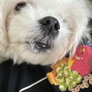 깡치네 | 일상에 알아서 사랑 한 스푼 푸념 한 스푼 (세종보헤미안/망원한강공원/연희동국화빵/망원 묵사랑/깡치네)
