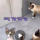 고양이 카페 여기 이미지