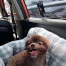 김언니 펫살롱 이미지