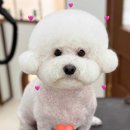 댕디샵 | 송도애견미용 댕디샵 너무 쾌적하고 좋아요