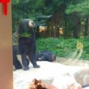 신비한동물원 이미지