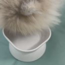 마인펫 | 5개월 포메 키우는 집, 강아지냄새 줄어든 이유! 애니펫워터 사용 후기