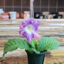 모니아(MONIA) 이미지