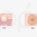 애플피부과의원