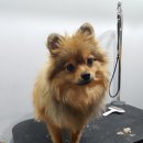 도그스퀘어 이미지