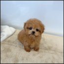 온퍼피 프리미엄 전주강아지분양 본점 이미지