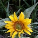 학익체육관 이미지