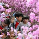 진달래유치원 이미지