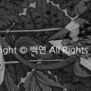 365복권 이미지