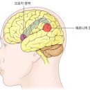 기적을 부르는 뇌 - 노먼 데이지 이미지