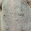 군산24시 제일동물병원 이미지