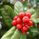 가시나무공원 이미지