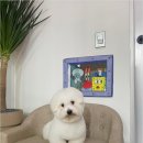 청주 강아지 분양 리몽드 퍼피 켄넬 이미지