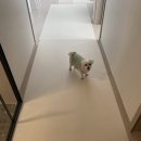 강아지 고양이 반려동물 미끄럼방지 강아지 슬개골 탈구 예방 매트 퍼핑 매트 내돈내산 후기