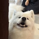 하트멍 | 천안 사모예드 카페- 하트멍 ( 애견 카페 &amp; 데이트 내돈내산 후기 )