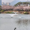 주인공원 (옥외1) | 김해 연지공원 벚꽃 실시간 개화 상황! 튤립은 언제 필까? (주차/음악분수 시간표) 3월27일 후기