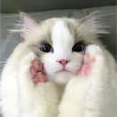 렉돌 냥이 이미지