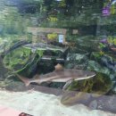 카페피시후 이미지