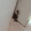 구로-구로-구로-1669 이미지