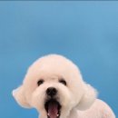 힐스 펫살롱 이미지