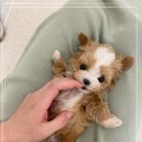 퍼피얌 그루밍 이미지