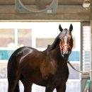 와마코리아 이미지