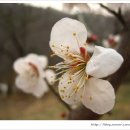 법수농원 이미지