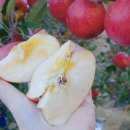 금화농원 이미지