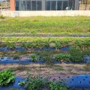 하모리-43 이미지