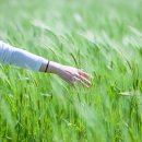 옥마벚길 이미지