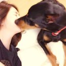 뽀뽀애견 이미지