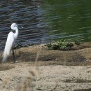 강변오리 이미지