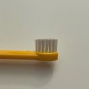 덴탈솔루션 | 페스룸(PATHROOM) 강아지 칫솔,강아지 치약 추천-덴탈 클린 칫솔,덴탈 솔루션 치약 내돈내산 후기