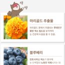 올포독 | 👑 [필수템] 노령견 관절/피부/면역 올인원! 🐶✨ '올드독 애기땡'으로 10살 우리 강아지 활력 되찾는...