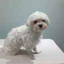 더(The)예쁘개 이미지