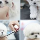 셀럽도기