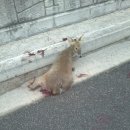 풍기동물병원 이미지