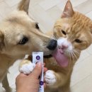 🐶 : 츄룹!! 🐱 : 핥,, 👅 이미지