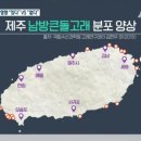 [KBS제주 심층보도] 제주 대정해상풍력 – 남방큰돌고래 문제 이미지