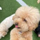 멍품유치원 이미지