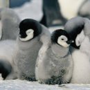 펭귄 이미지