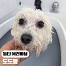 4016 | 동탄 산척동 애견미용 도도몽 목욕·스파 브리즈테일 후기