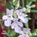 로즈마리 이미지