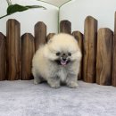 앙쥬펫 강아지분양 은평구점 이미지