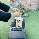 루체인알티스 이미지