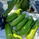 풍성한농장 이미지