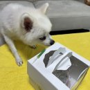 댕댕점빵 이미지